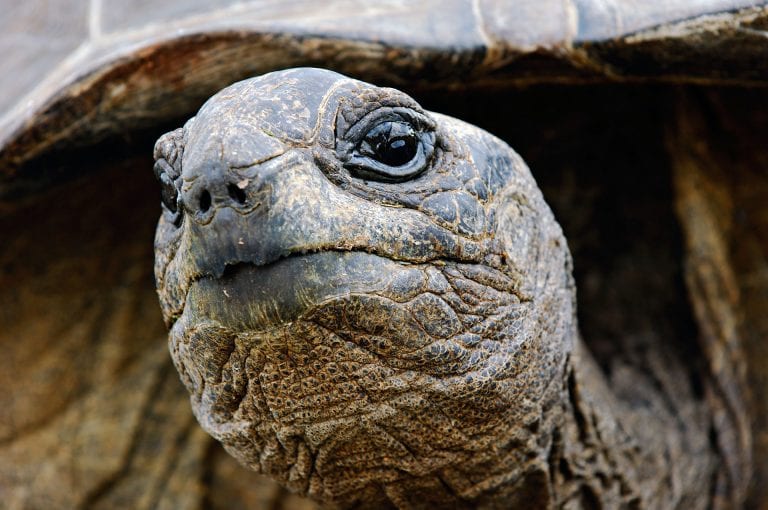 Portrait of a Aldabra giant tortoise