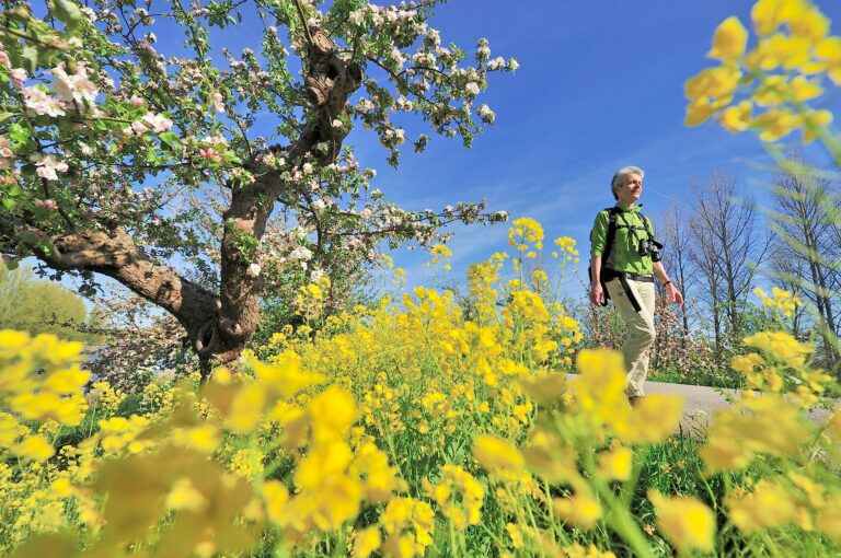 Bloeiende appelbomen, gele bloemen en wandelaar