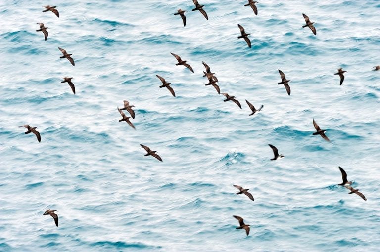 Flying group of Audubons Shearwater