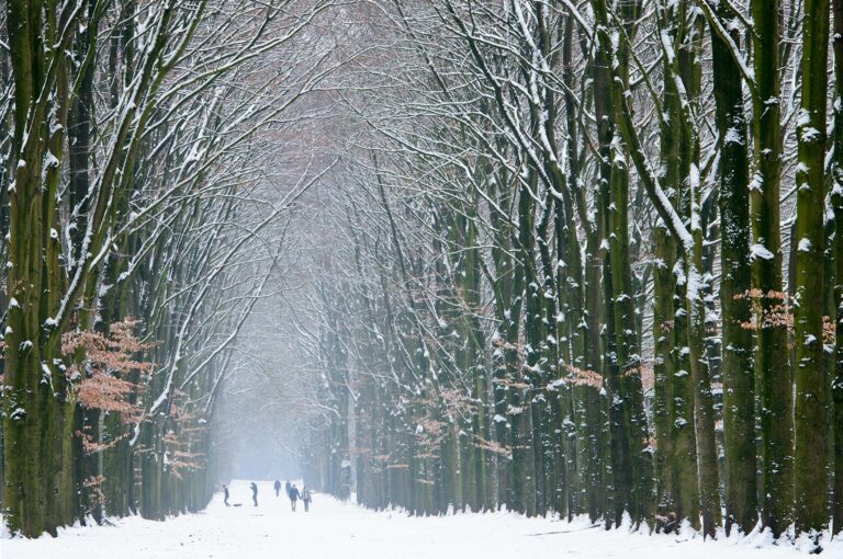 Bomen met sneeuw en wandelaars