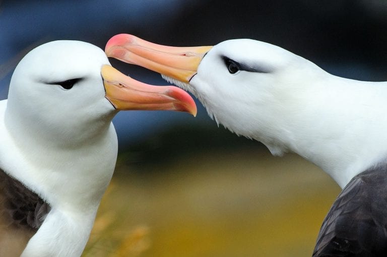 Black-browed albatrosses pair on nest