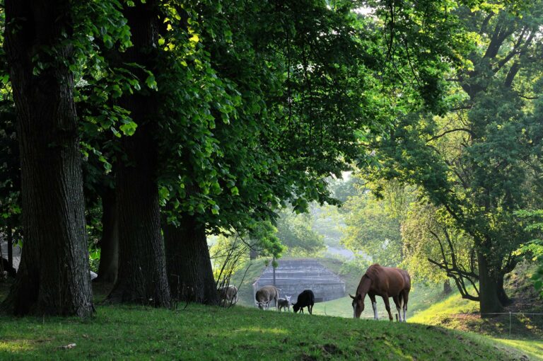 Paarden bij een bunker