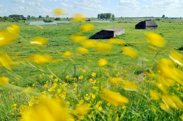 Bunkers and buttercups in meadow at Culemborg