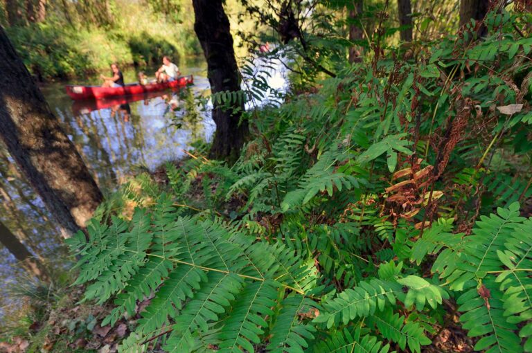 Canoe with people on river Dommel and fern on the shore