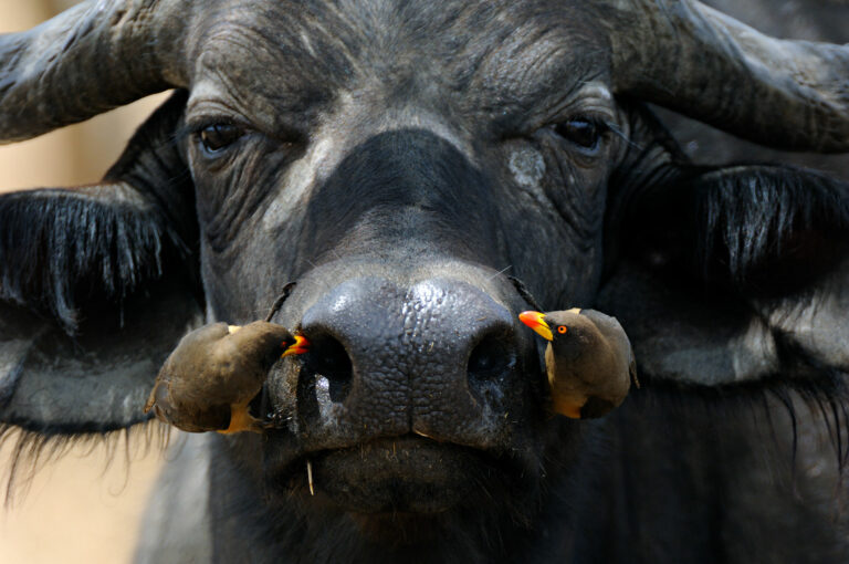 Cape buffalo and yellow-billed oxpeckers cleaning nose of buffalo