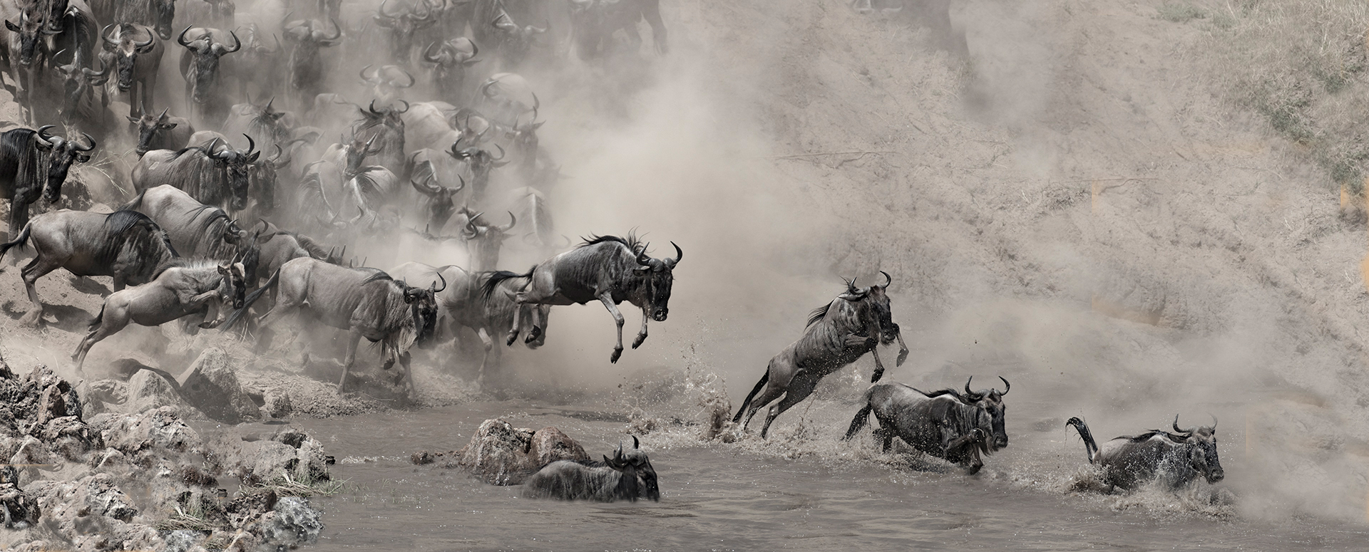 Wildebeest jump into the Mara river with the purpose to cross it to the other side. Image by Todd Gustafson.