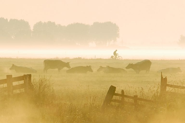 Cyclist and cows with morning fog