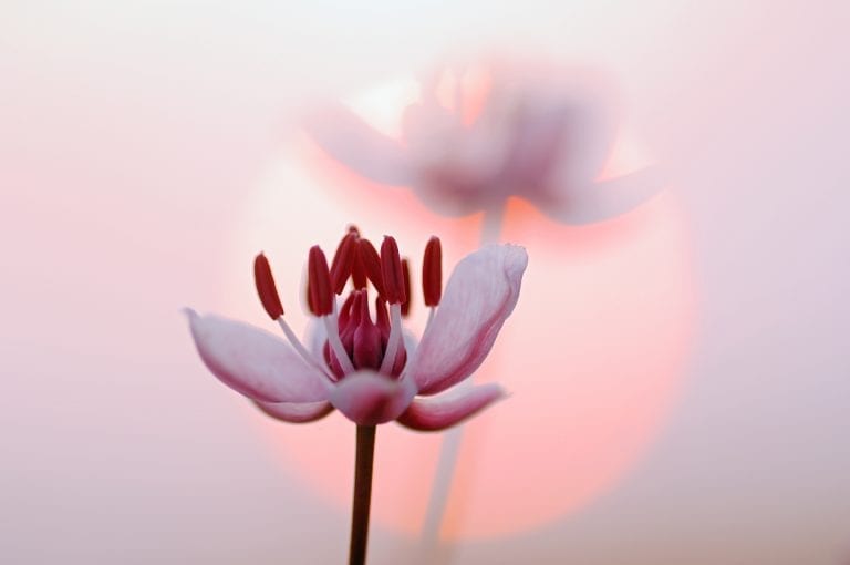 Flowering rush flowers at sunset