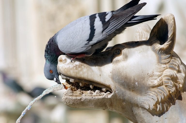 A pigeon drinks water from the Fonte Gaia - the Gaia Fountain - on the Piazza del Campo in Siena, Italy.