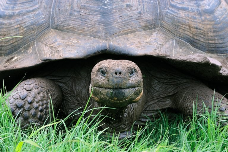 Galapagos giant tortoise