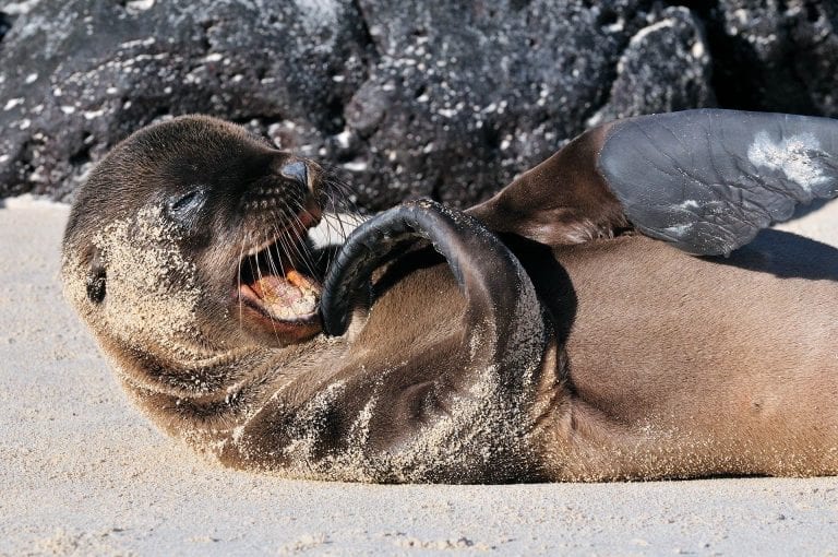 Galapagos seelion pup