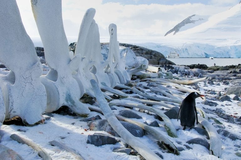 Gentoo penguin and blue whales keleton at Goudier Island