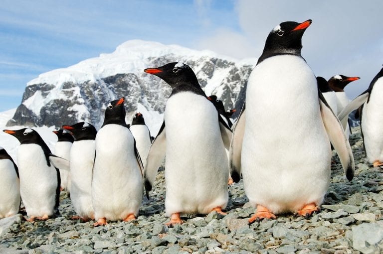 Gentoo penguins