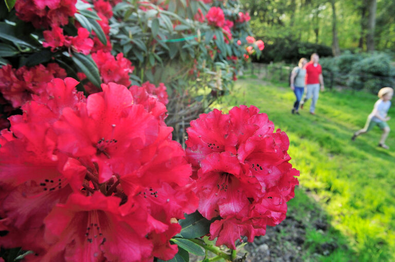 Ouders en hun zoon wandelen in de natuur, met rododendrons