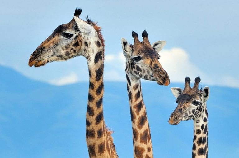 Three giraffes