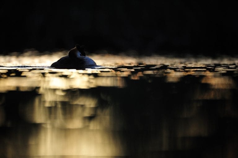 Great crested grebe resting and first reflections of sunrise