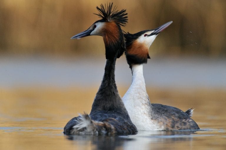 Display of pair great crested grebes