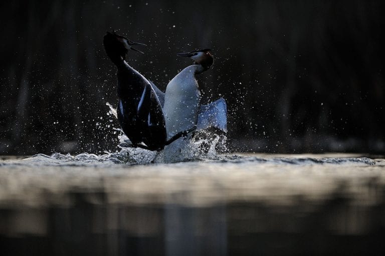 Great crested grebe fighting