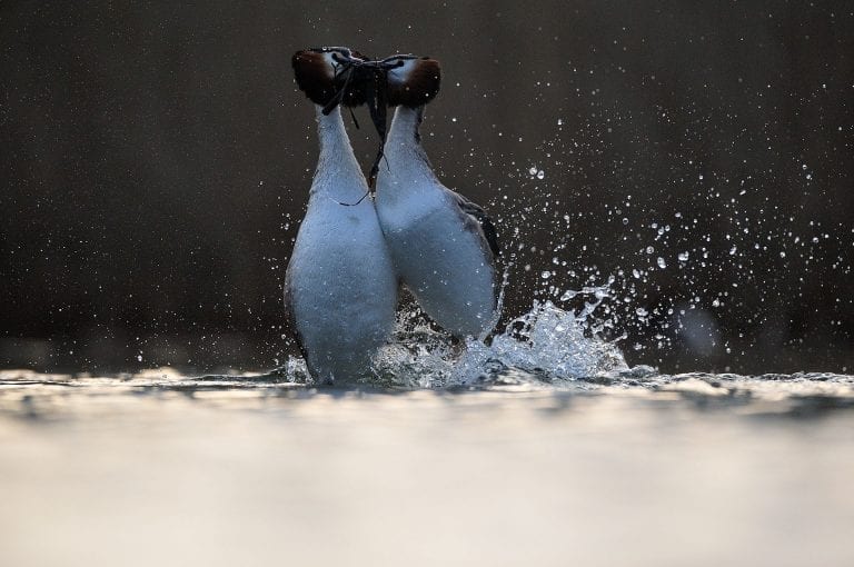 Great crested grebe penguin dance