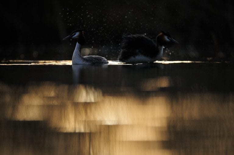 Great crested grebes at sunrise