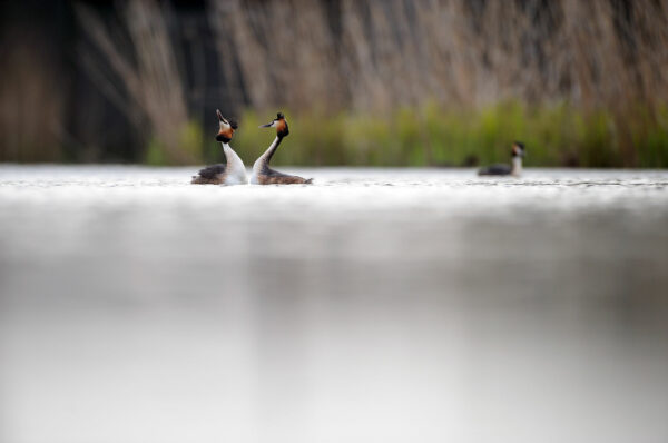 Great crested grebes mating display