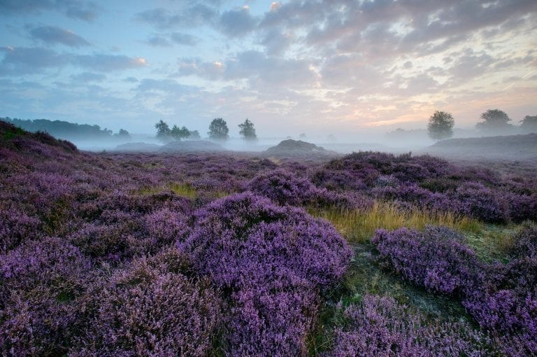 Sunrise and heather at Lage Vuursche