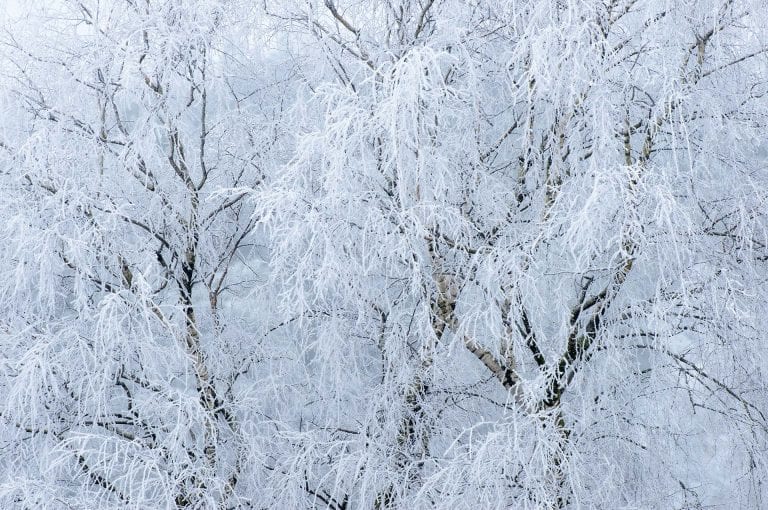 Hoar frost on trees at Lage Vuursche