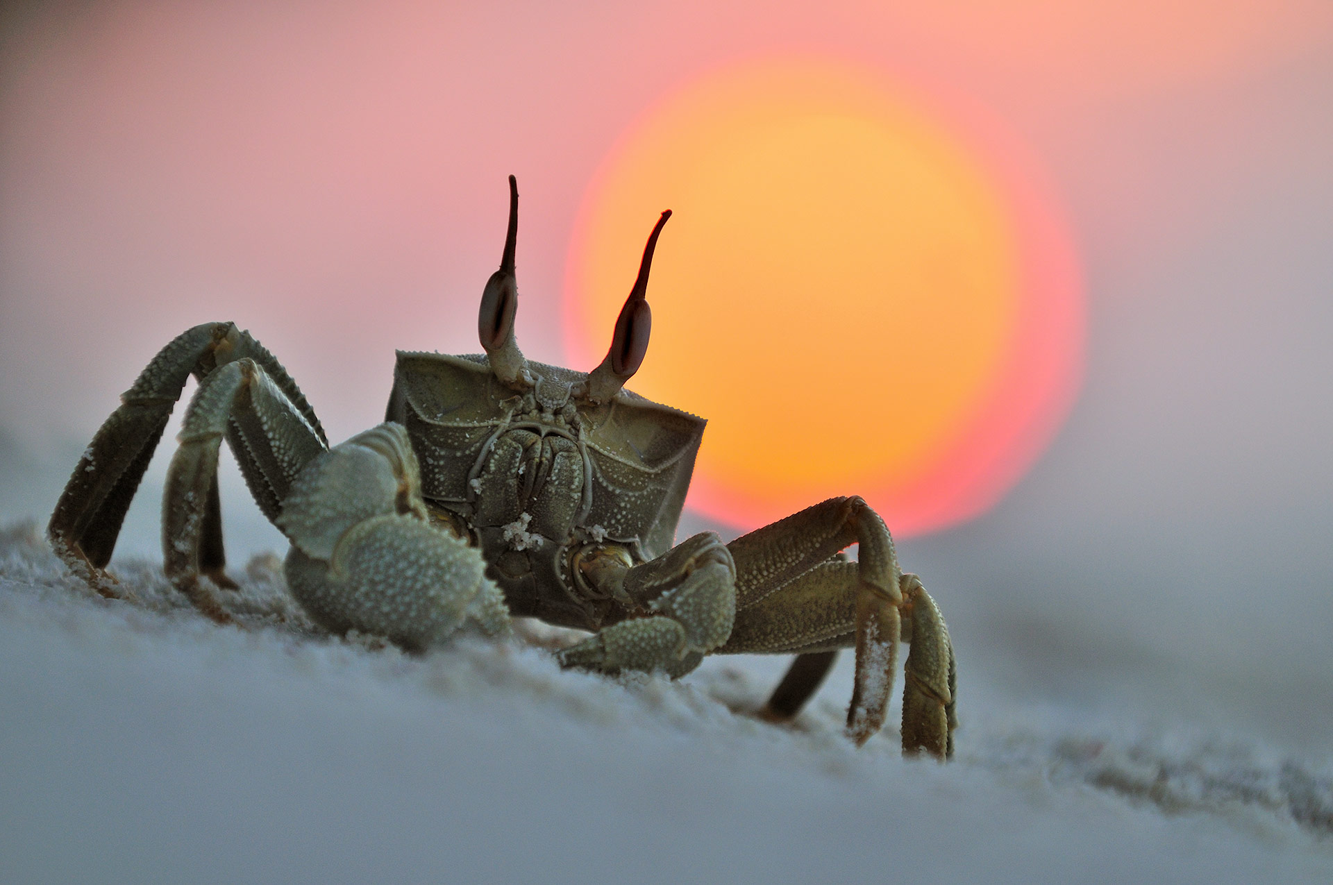Horned ghost crab at sunset