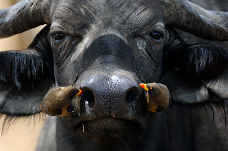 Buffel met ossenpikkers op neus