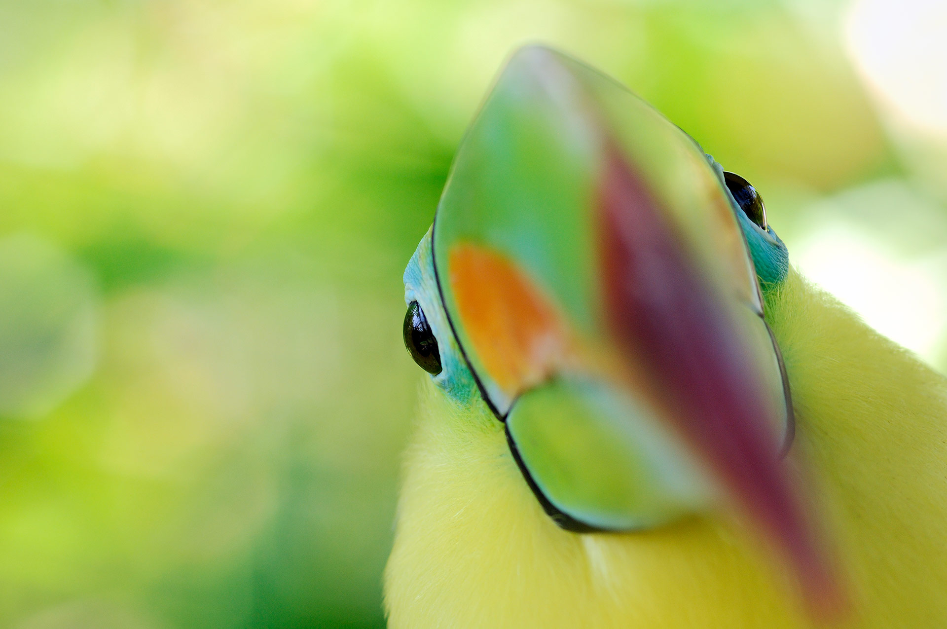 Close-up portrait of Keel-billed Toucan