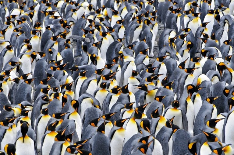 King penguins on South Georgia