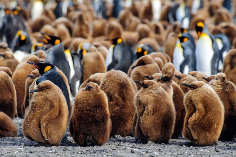 King penguin chicks