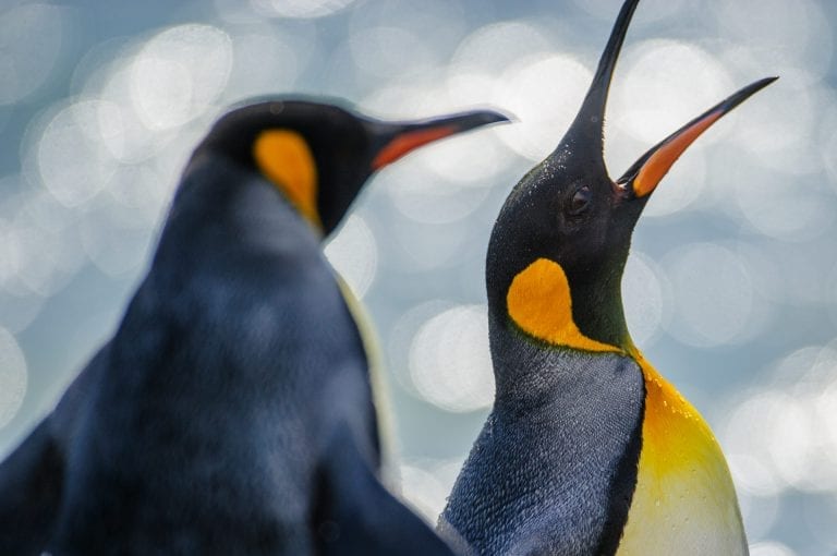 King penguin display