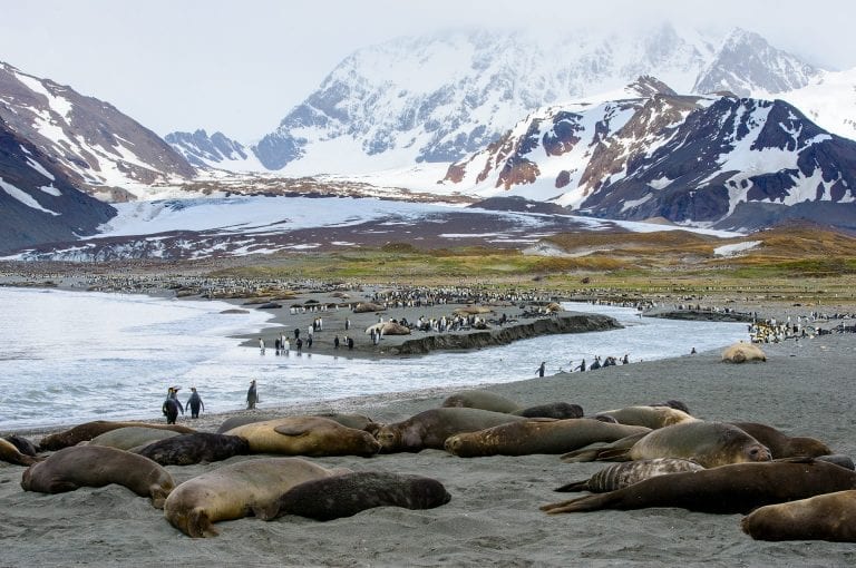 King penguins and elephant seals in St Andrews Bay