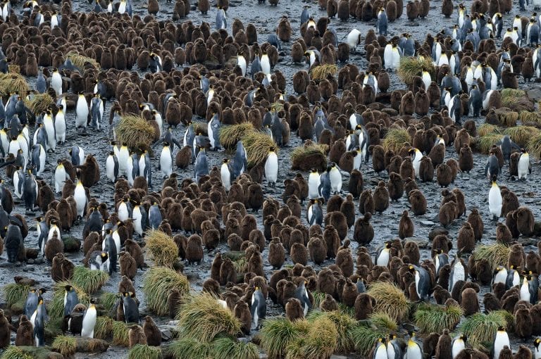 King penguins at Right Whale Bay, South Georgia