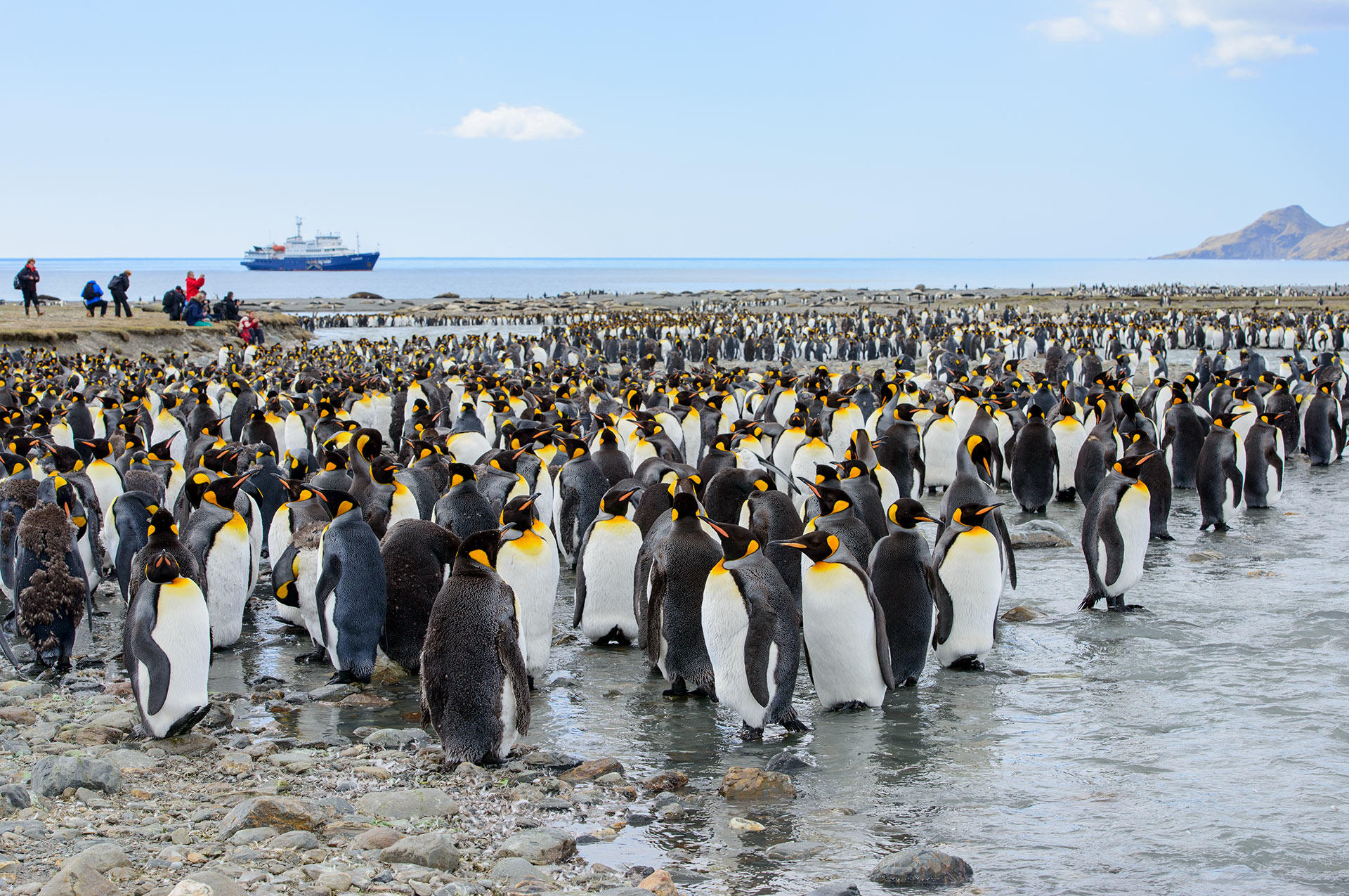 King penguins (Aptenodytes patagonicus) tourists and Oceanwide Expeditions ship Plancius, on St Andrews Bay, South Georgia