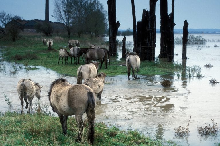 Konik horses at high water river Waal in Millingerwaard