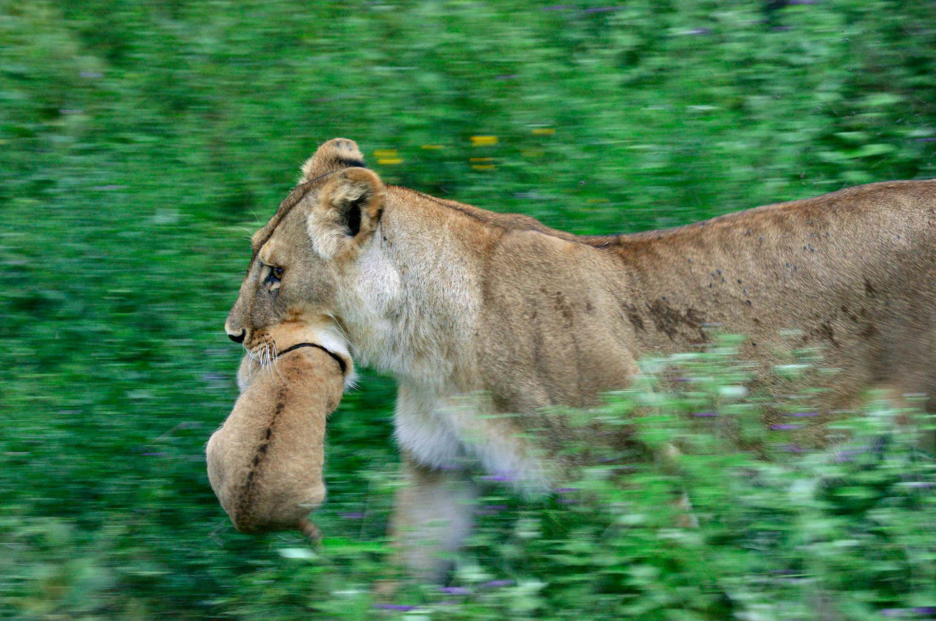 Een leeuwin draagt een welp in haar bek naar een andere locatie.
