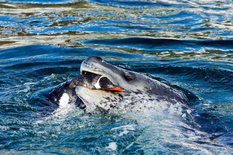 Leopard seal and gentoo penguin