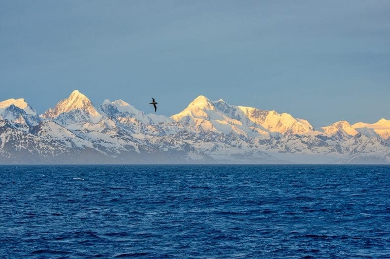 Light-mantled sooty albatross against background of snowy South Georgia