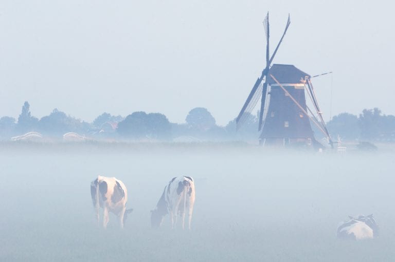 Morning fog with cows and mill in the Alblasserwaard