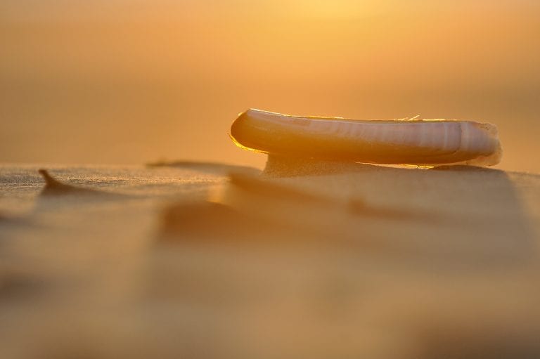 Een zwaardschede schelp op het strand bij zonsondergang