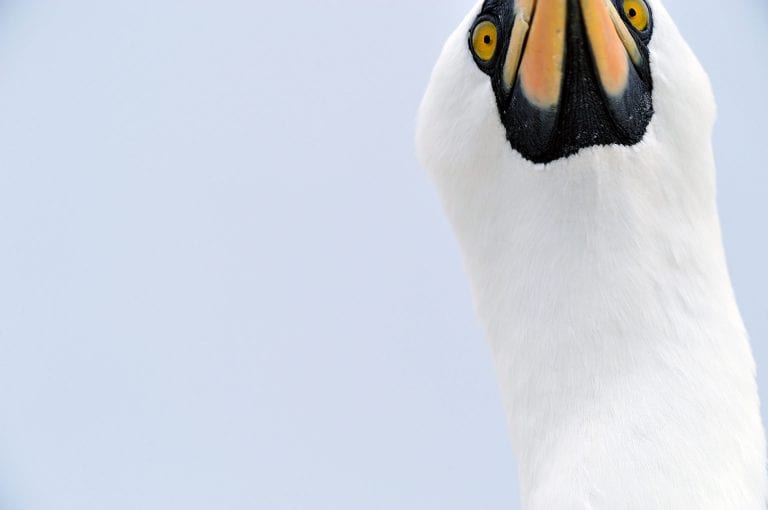 Nazca Booby portrait