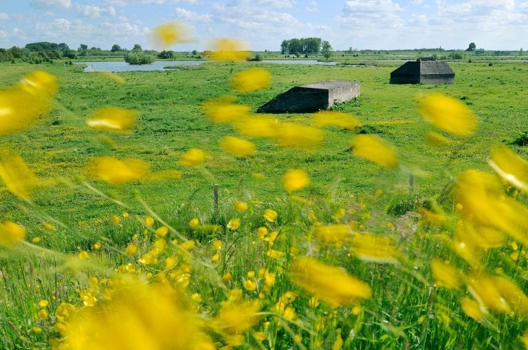 Bunkers en boterbloemen