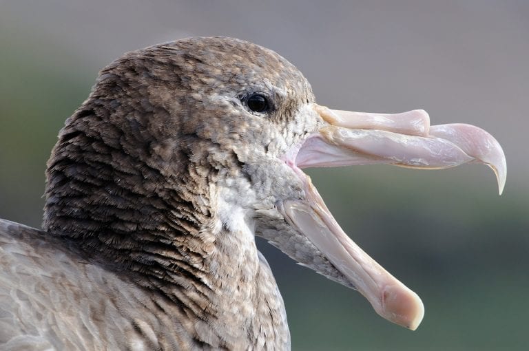 Northern giant petrel