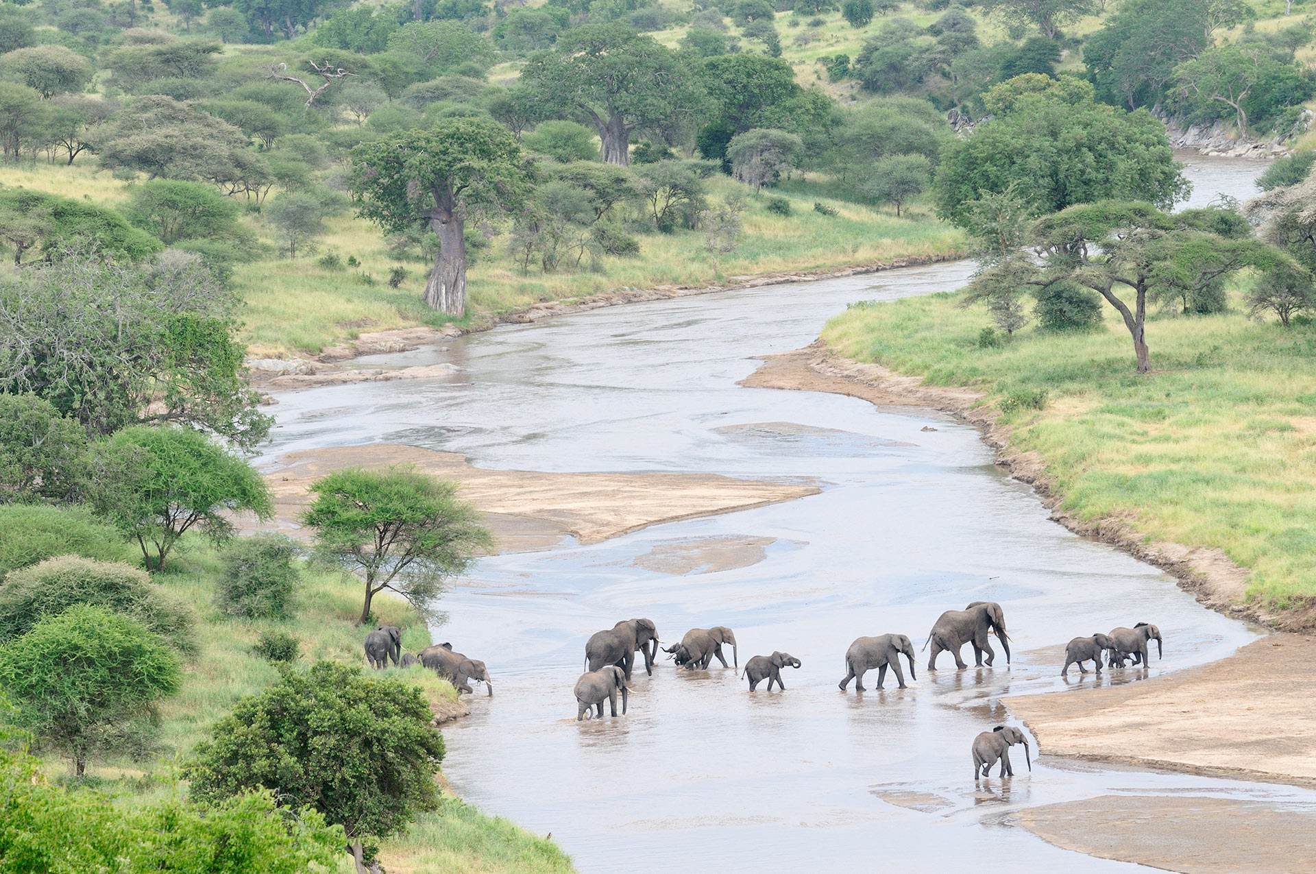 Een groep olifanten steekt een rivier over