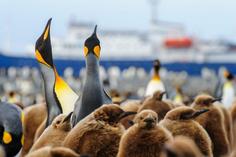 Plancius and King Penguins