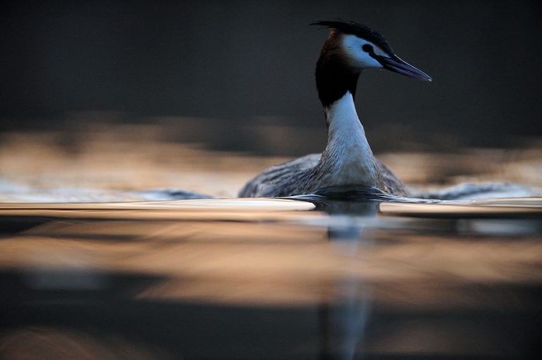 Podiceps cristatus, the scientific name of great crested grebe