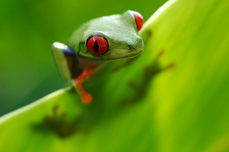 Red-eyed Tree Frog in Costa-Rica