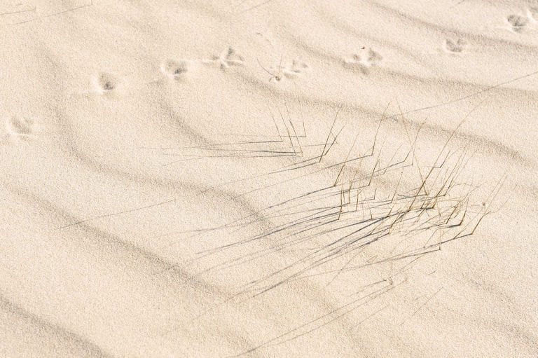 Gebruik van de regel van derden op sporen in het zand en buntgras